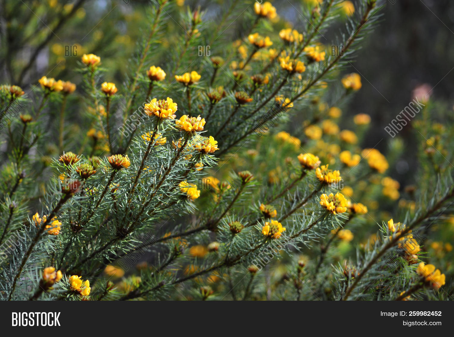 Australia,Australian,NSW,Pultenaea,Uloola,bloom,bush,endemic,fabaceae,floral,flower,flowering,green,handsome,head,inflorescence,national,native,new,park,pea,plant,royal,shrub,south,species,spring,stipularis,track,wales,wildflower,yellow