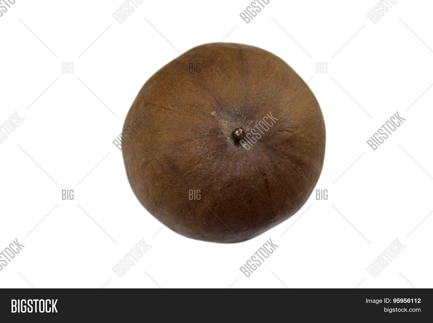 alu,coffee,dieng,edible,family,fruit,india,laxiflora,maharashtra,meyna,ripe,rubiaceae,samatan,seasonal,sour-sweet,spinosa,taste,vangueria,wild
