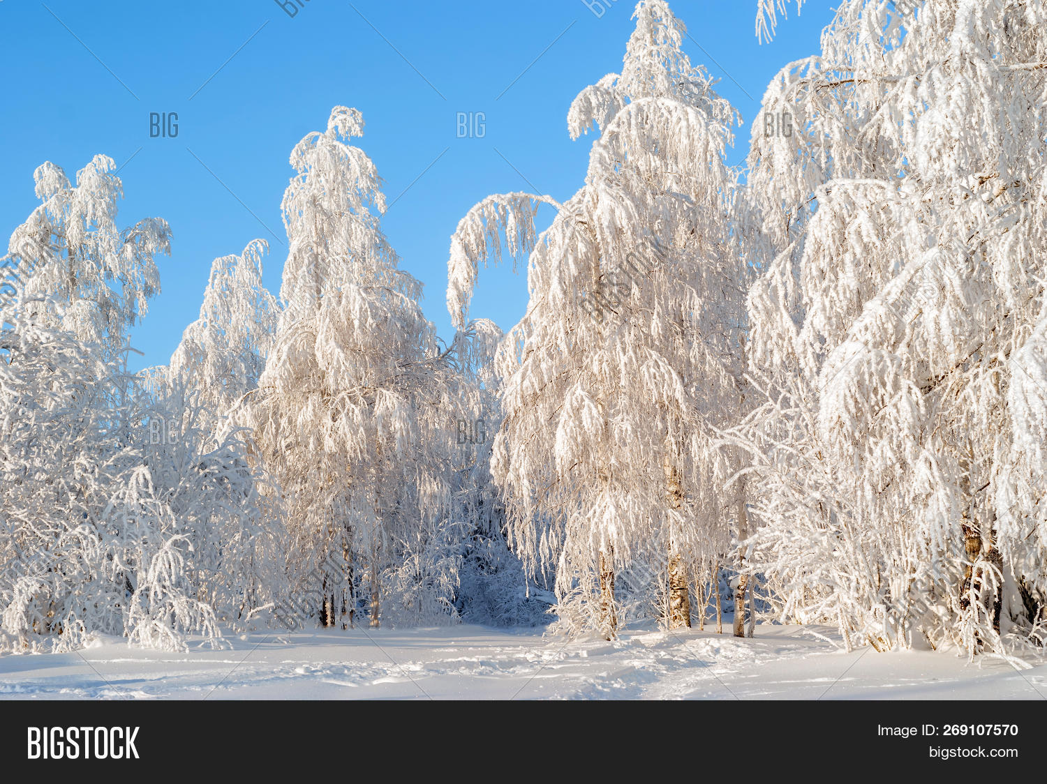 asian,beautiful,betula,birch,birches,blue,branches,canada,clear,cold,covered,day,deep,east,european,forest,frost,frosty,good,hanging,hoarfrost,landscape,low,natural,nature,north,northern,park,pendula,rime,russia,siberia,silver,sky,snow,snowy,sunny,temperature,tree,trunks,walk,warty,weather,white,winter
