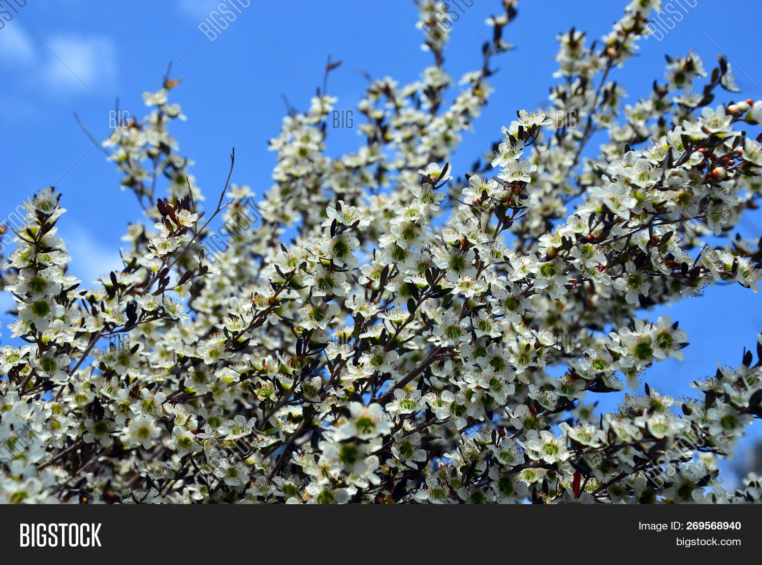 Australia,Australian,Flower,Leptospermum,Myrtaceae,NSW,National,Park,Royal,Sydney,blossom,blue,coast,eastern,endemic,flora,floral,flowering,flowers,native,nature,plant,polygalifolium,shrub,sky,species,spring,tantoon,tea,teatree,tree,white,wildflower,yellow