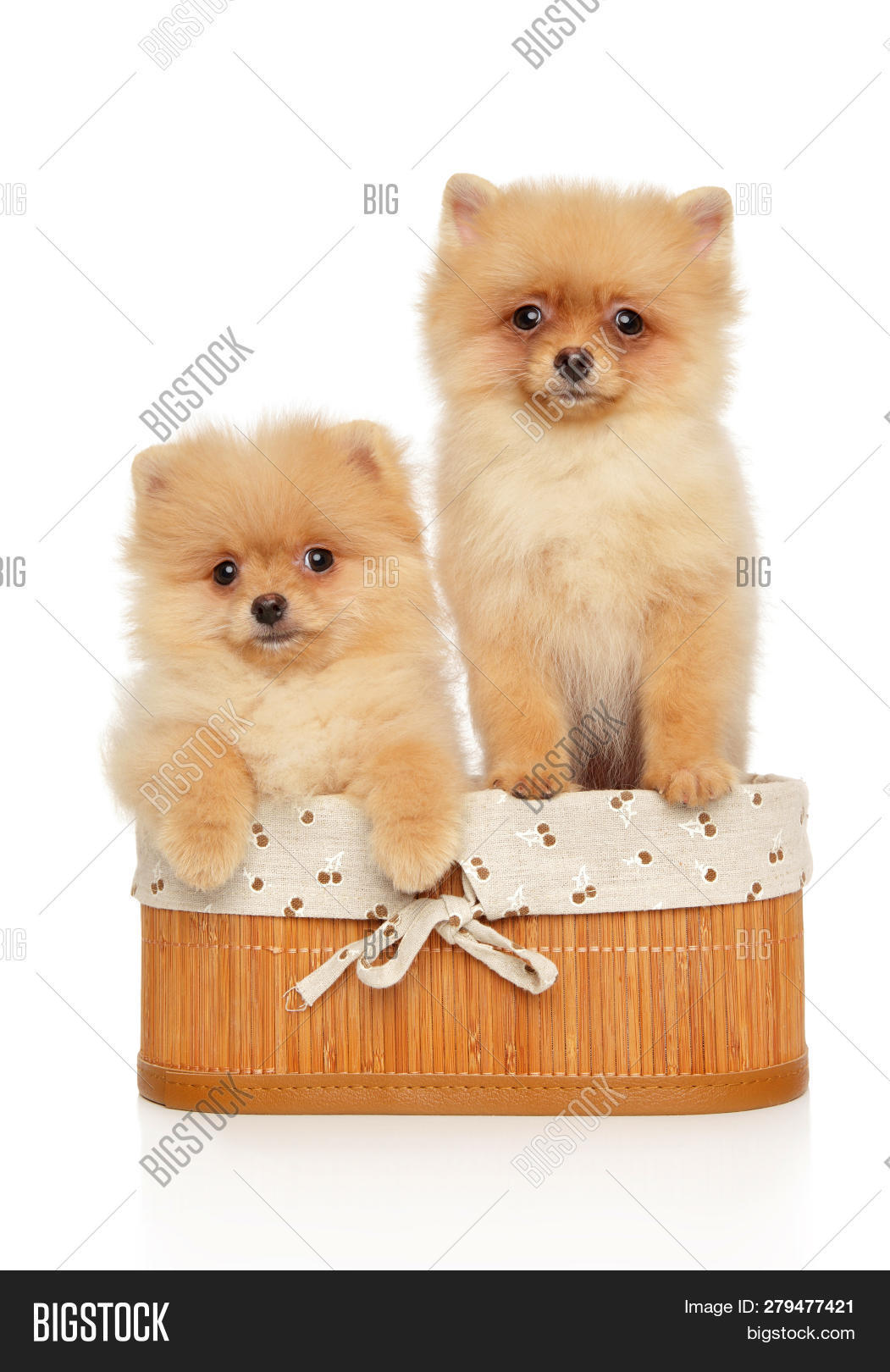 Pomeranian,adorable,animal,basket,beautiful,box,breed,companion,container,dog,domestic,fluffy,friends,friendship,fuzzy,happy,indoor,joyful,litter,little,no,orange,pedigreed,people,pet,portrait,puppy,shoot,soft,spitz,spitz-type,studio,themes,togetherness,toy,toy-dog,whelp,wicker,young