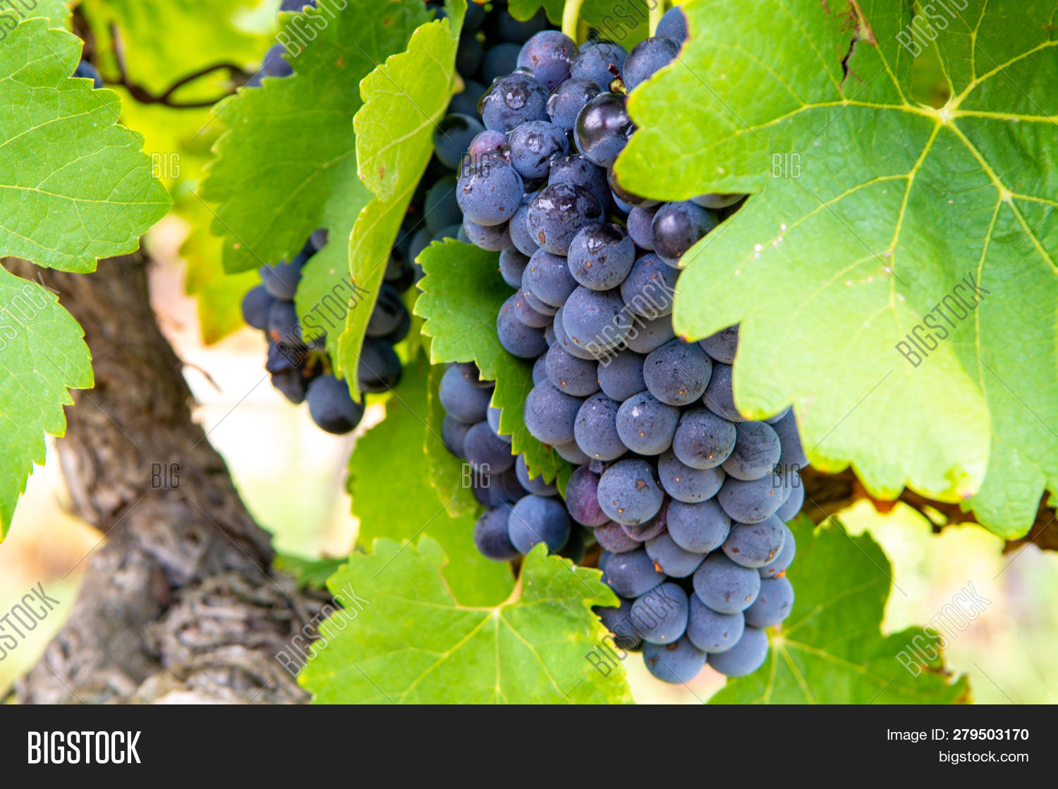 French Red And Rose Wine Grapes Plant, First New Harvest Of Wine Grape