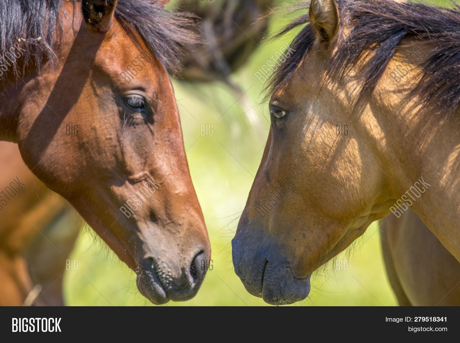 amor,animal,caballo,café,campo,cara,chacras,crin,césped,ecuestre,hermoso,mamífero,mirada,naturaleza,padrillo,potro,retrato,verde,yegua