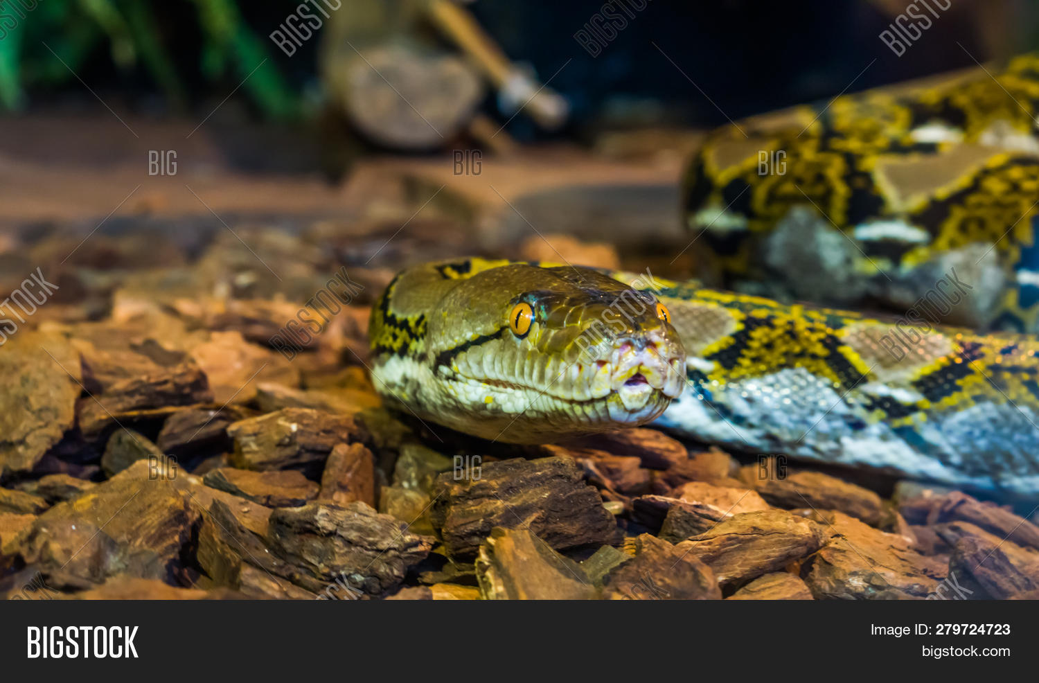 Asia,Asian,Malayopython,Pythonidae,Serpentes,animal,beautiful,big,biggest,black,boa,brown,closeup,constrictor,crawling,creep,creeping,creepy,exotic,eye,face,head,herpetoculture,herpetology,long,macro,pet,popular,python,reptile,reticulated,reticulatus,serpent,snake,sneaking,specie,species,tropical,vivarium,white,yellow,zoo,zoology