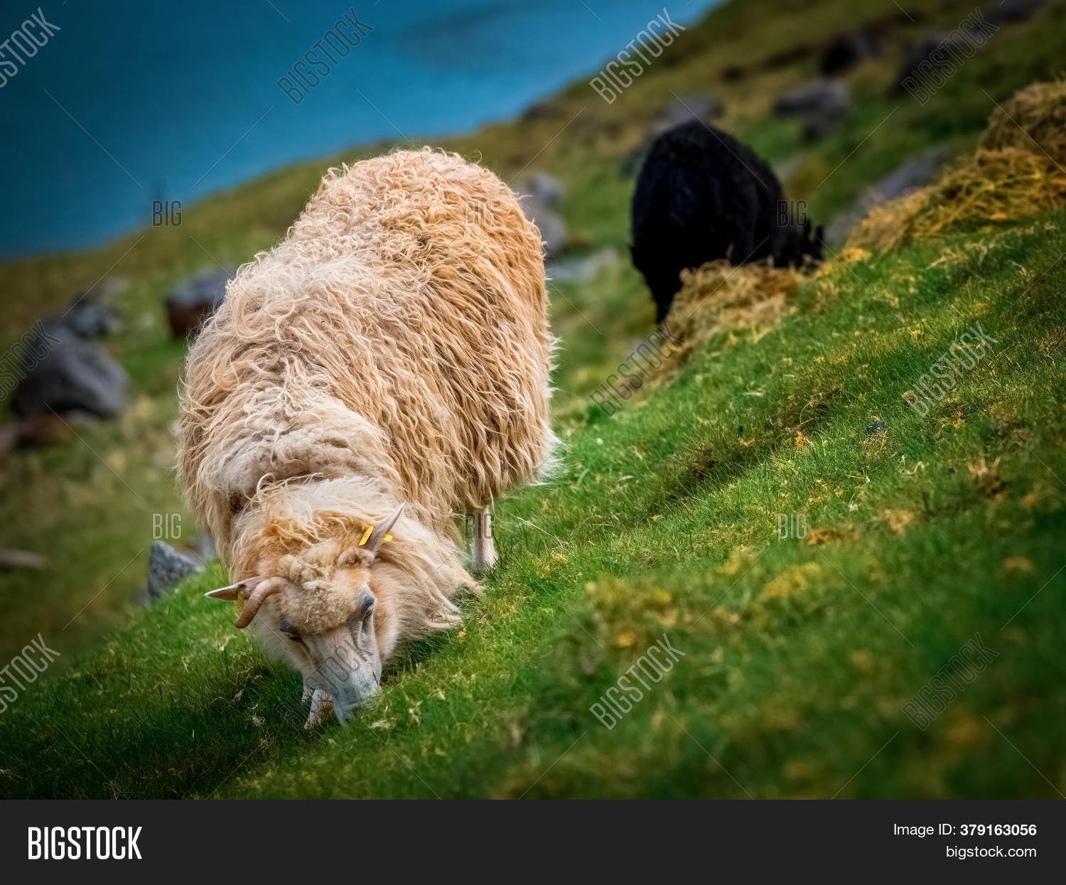 sheep, 																					farm, 																					mountain, 																					field, 																					eating, 																					grass, 																					graze, 																					domestic, 																					animal, 																					nature, 																					meadow, 																					pasture, 																					farming, 																					mammal, 																					summer, 																					farmland, 																					rural, 																					grazing, 																					flock, 																					lamb, 																					outside, 																					countryside, 																					woolly, 																					herd, 																					wool, 																					landscape, 																					outdoors, 																					ewe, 																					hill, 																					sky, 																					isaphoto, 																					isai