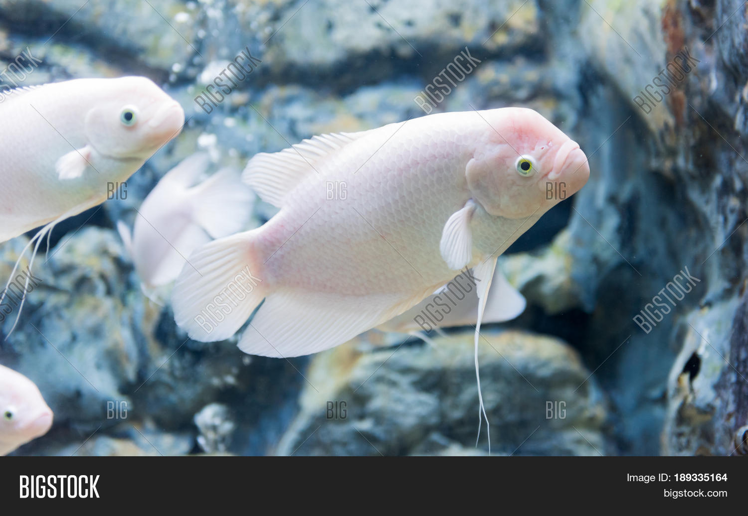 albino,animal,aqua,aquarium,beautiful,big,close,eye,face,fish,fishbowl,fishtank,freshwater,giant,glass,gourami,green,head,life,natural,nature,one,ornamental,peaceful,pet,show,swim,tropical,underwater,water,white,wildlife