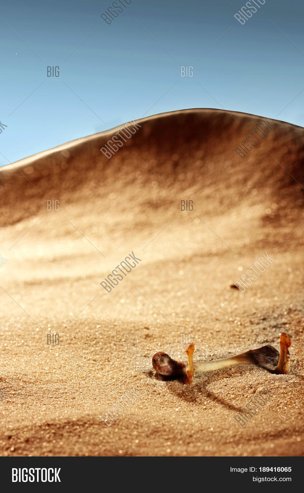 active,adeadanimal,adventure,africa,algeria,animal,arches,armegeddon,blue,bones,camel,caravan,chad,cow,cracks,desert,drought,dunes,egypt,heat,hunger,land,lebanon,libya,morocco,mountain,nature,niger,nomad,outdoor,park,predator,rock,sahara,saharadesert,sand,skull,struggleforsurvival,sun,tea,theberbers,tourism,travel,tuareg,valley,weathering,white,yellow