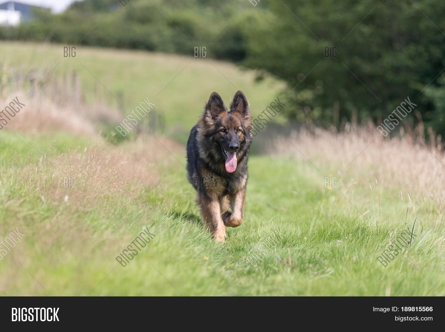 2016,Alsatian,Diesel,German,Shepherd,alert,animal,beautiful,big,canine,dog,exercise,fitness,flora,friendly,frightening,furry,game,grass,guard,health,hound,large,loyal,loyalty,mammal,nature,pet,protecting,running,sable,scary,sport