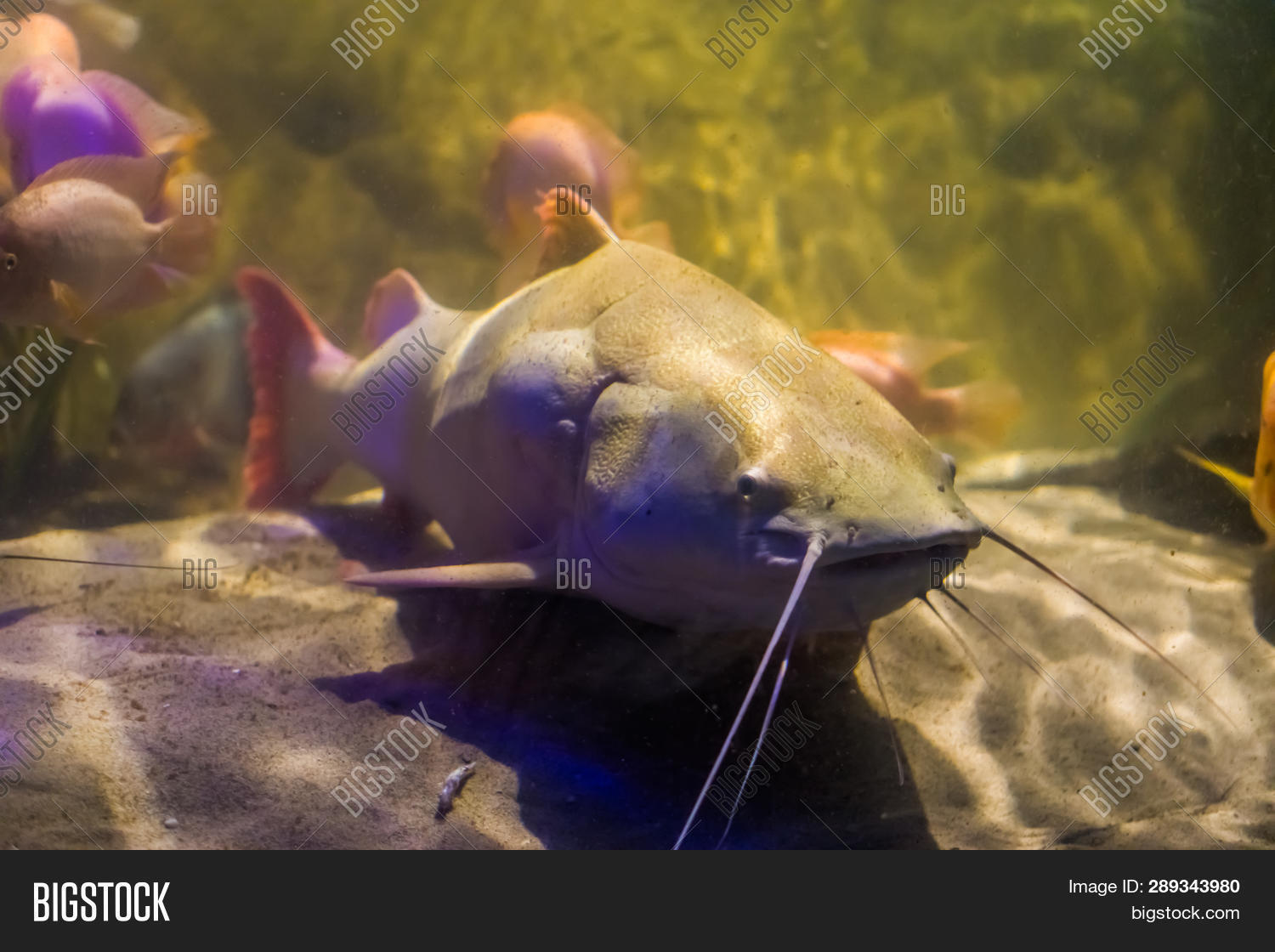 Phractocephalus,Pimelodidae,albino,amazon,animal,aquaculture,aquarium,basin,big,cat,catfish,catfishes,color,exotic,face,fish,fishes,fishing,fresh,freshwater,head,hemioliopterus,lake,large,life,long,marine,massive,mutation,ocean,orange,pet,popular,red,redtail,river,sea,sport,tail,tropical,variation,water,whisker,whiskered,white,yellow
