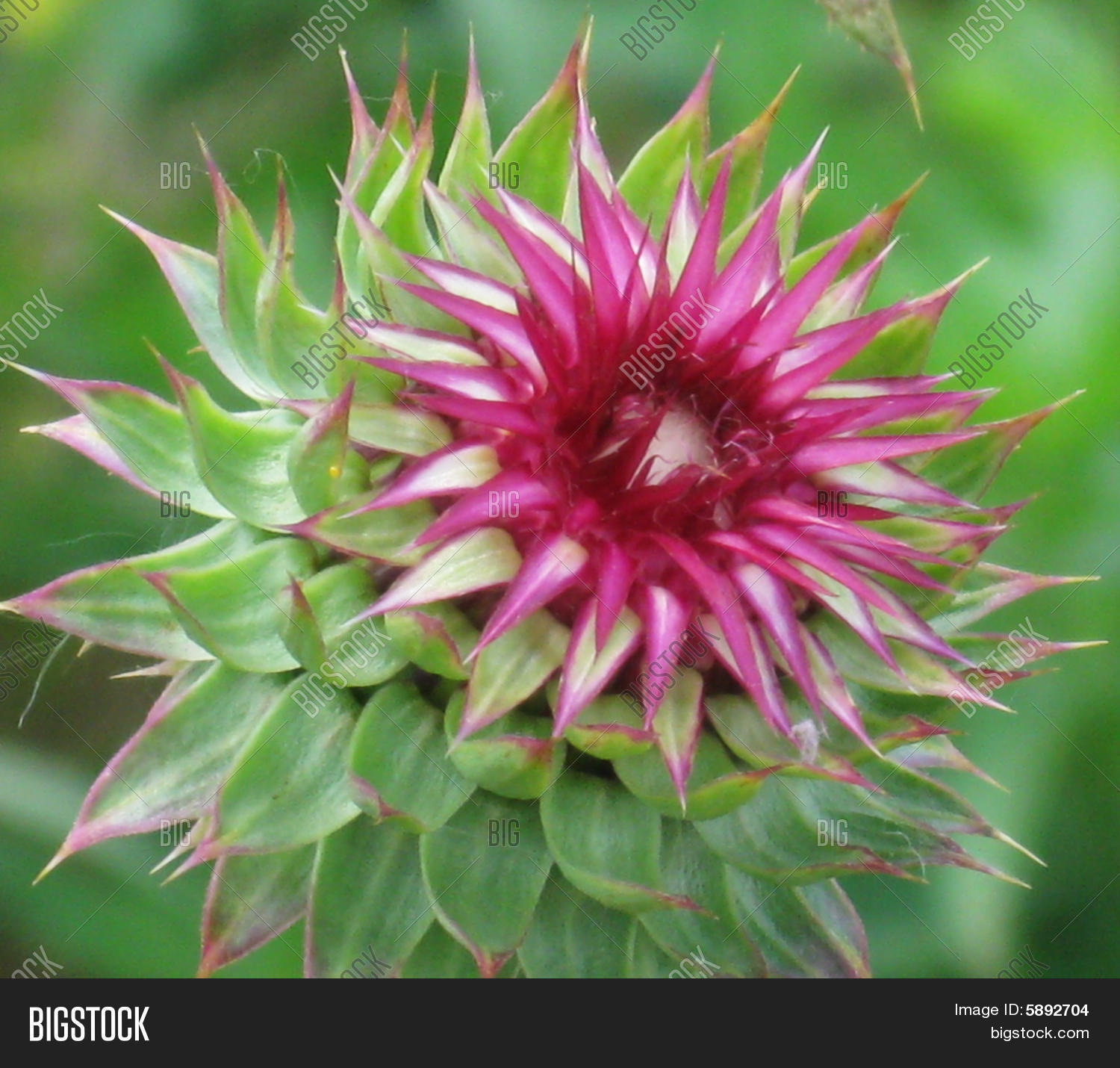 asteraceae,family,flower,green,leaves,marianum,milk,pale,plant,purple,red,silybum,thistle