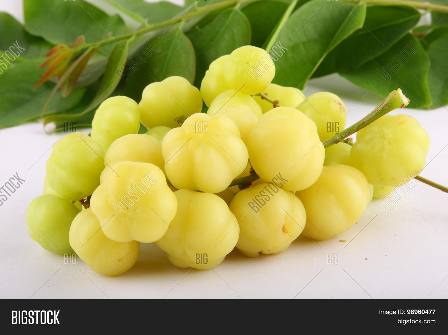 acid,acidus,asian,bemiring,blood,branch,cermai,cough,country,culture,damsel,dextrose,drainage,family,fresh,fruit,gallic,gooseberr,gooseberry,green,grosella,group,herbal,india,jimbilin,karamay,levels,malay,many,mature,medicinal,medicine,natural,organic,otaheite,perennials,philanthropy,phyllanthaceae,phyllanthus,saponin,small,sour,star,starberry,stomach,tahitian,thailand.,tropical,west,yellow