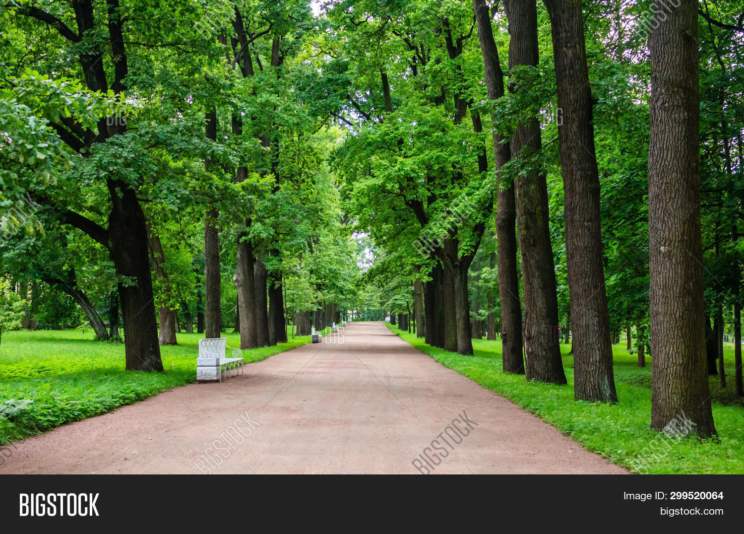 alley,avenue,background,beautiful,beauty,bench,branch,bright,city,color,colorful,country,environment,foliage,footpath,forest,fresh,garden,grass,green,landscape,lane,lawn,leaf,light,lime,natural,nature,nobody,outdoor,park,path,pathway,plant,road,rural,scene,scenery,scenic,season,spring,summer,sunny,travel,tree,walk,walkway,way,wood